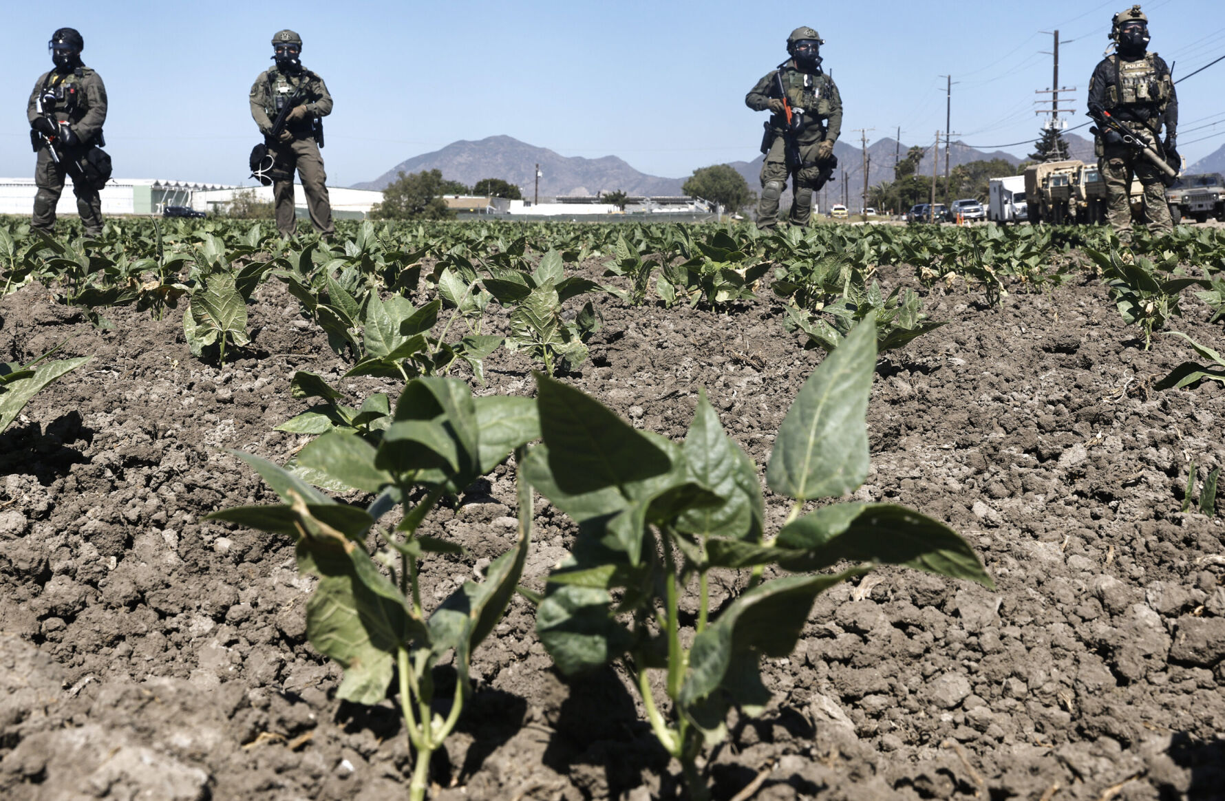 Capital & Main - ICE Raid At Southern California Farm Sparks Protests